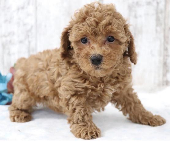 IL CUCCIOLO DI GIANFRANCO PEPE - Fratta Polesine | Subito