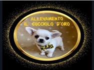 ALLEVAMENTO IL CUCCIOLO D'ORO logo