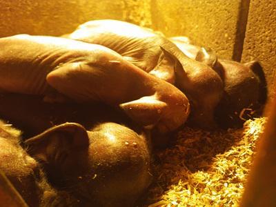 AGRIDEMASI - Benevento | Subito