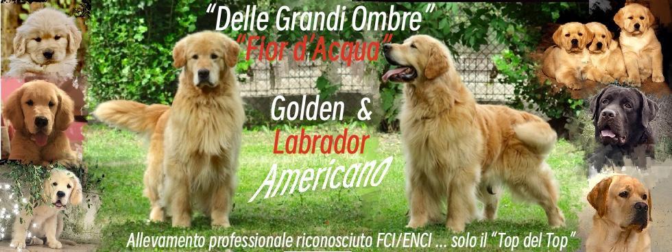 Allevamento Golden & Labrador Americani DGO & FDA