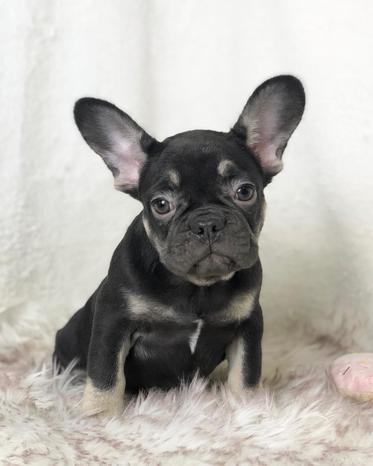 Cuccioli Cani e Gatti - Vignate | Subito