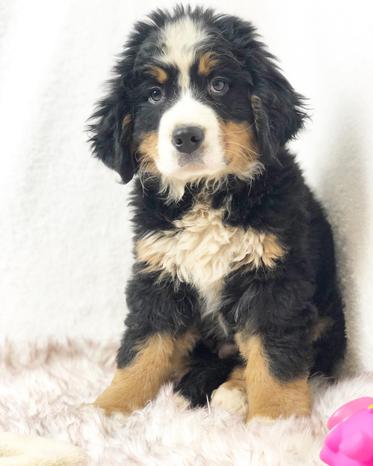 Cuccioli Cani e Gatti - Vignate | Subito