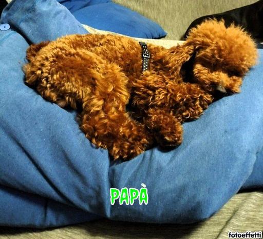 ALLEVAMENTO "QUA LA ZAMPA" - Villareggia | Subito