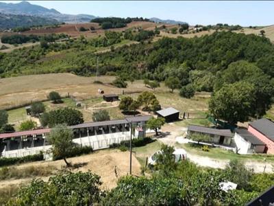 Labrador Basilicata - Potenza | Subito