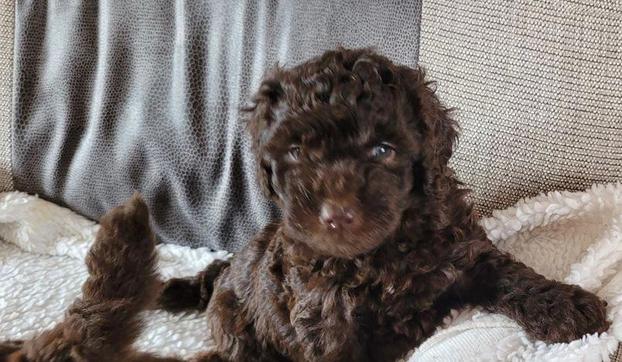 IL CUCCIOLO DI GIANFRANCO PEPE | Subito