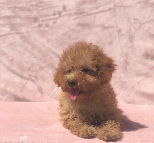 Cuccioli Cani e Gatti - Vignate | Subito