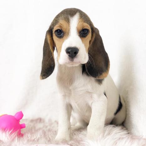 Cuccioli Cani e Gatti - Vignate | Subito
