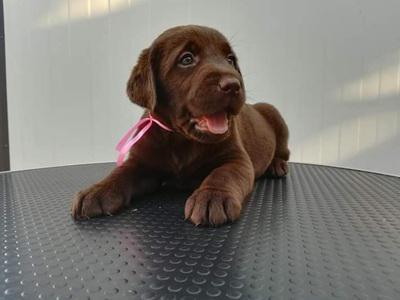 Labrador Basilicata - Potenza | Subito