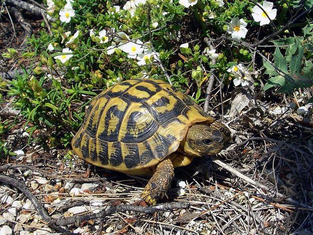 IL REGNO DEGLI ANIMALI  di D'angelo Carmelo - Trabia | Subito