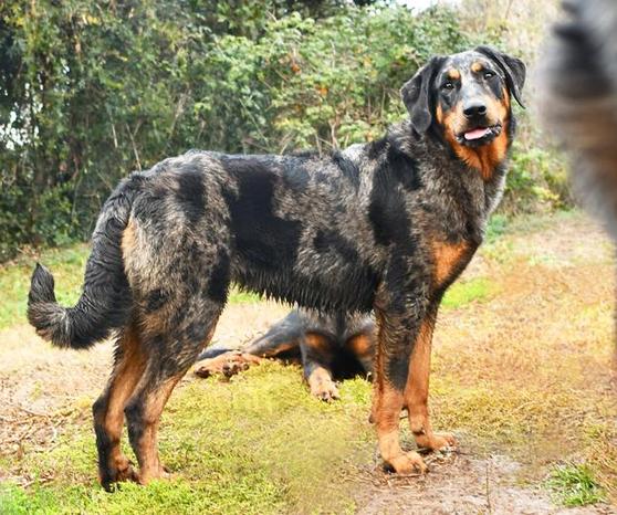 DES GARDIENS DE ROME © - riconosciuto Enci Fci - Roma | Subito