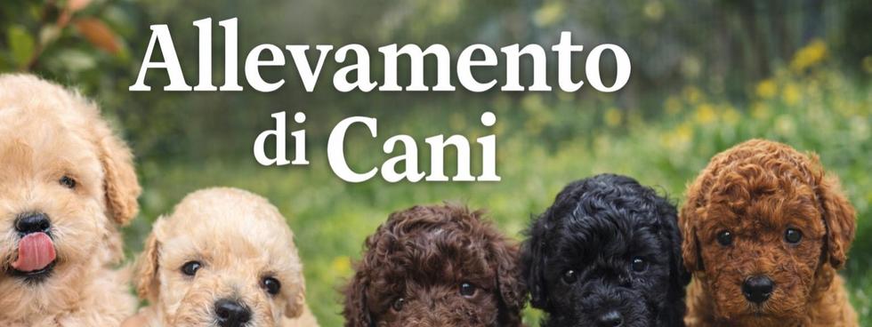 ALLEVAMENTO TETTO MACAGNO