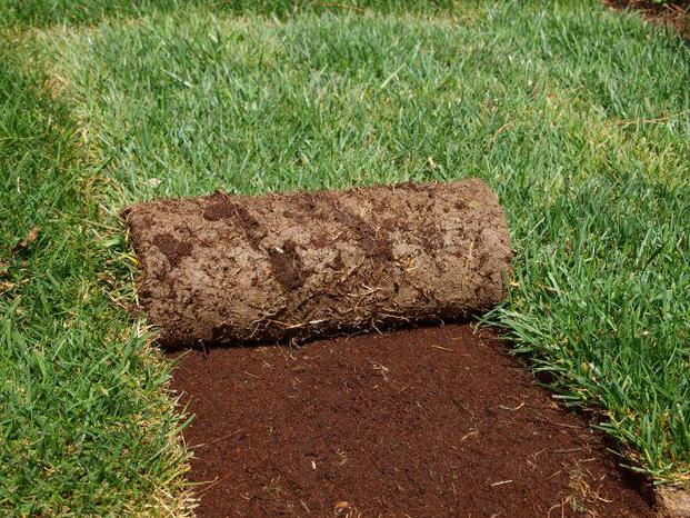 FLORICOLTURA  EXTRA DI BARTOLINI GIOVANNI - Bucine | Subito