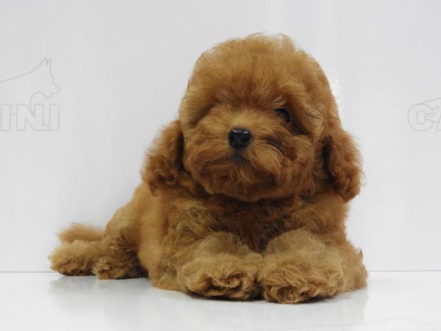 I CUCCIOLI DI CASINI - Firenze | Subito