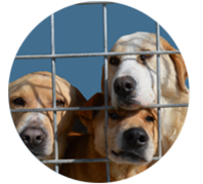 A.L.F.A. ASSOCIAZIONE LOVE FOR ANIMALS - Roma | Subito